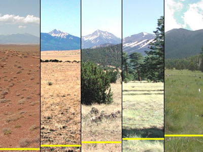 Four grassland ecosystems in northern Arizona