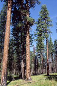 Ponderosa pine forest