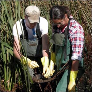 Owen Leiser and Theresa McHugh, former NAU students, collect samples for molecular analysis for a research project linking genetic information with cleanup of pollutants in regional constructed wetlands. This type of research integration will be characteristic of projects funded by the new grant.