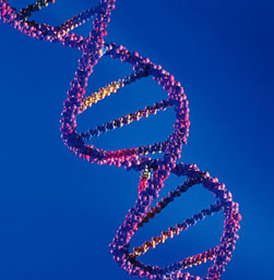 DNA strip