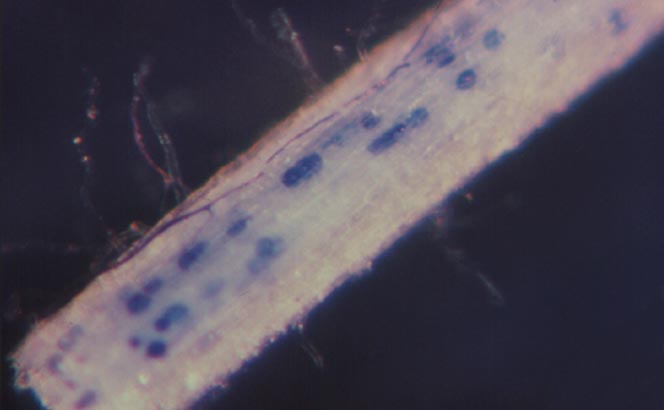 root with vesicles