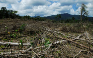Deforestation in Honduras.