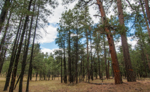 Ponderosa pine forest in northern Arizona