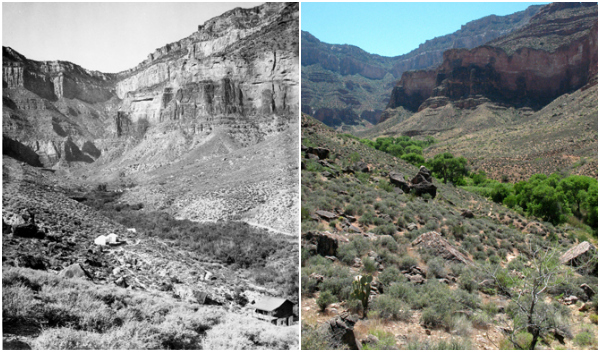 A historical and modern view of Indians Gardens in the Grand Canyon.