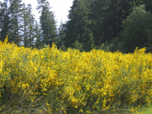 A field of blooming Scotch broom.