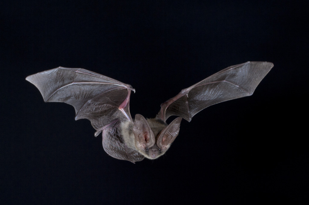 Up close flying bat