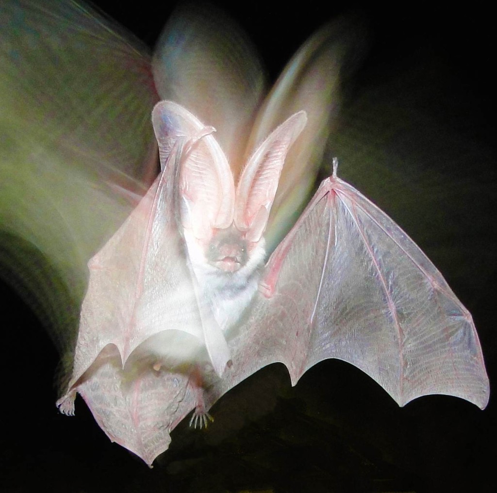 Bat up close