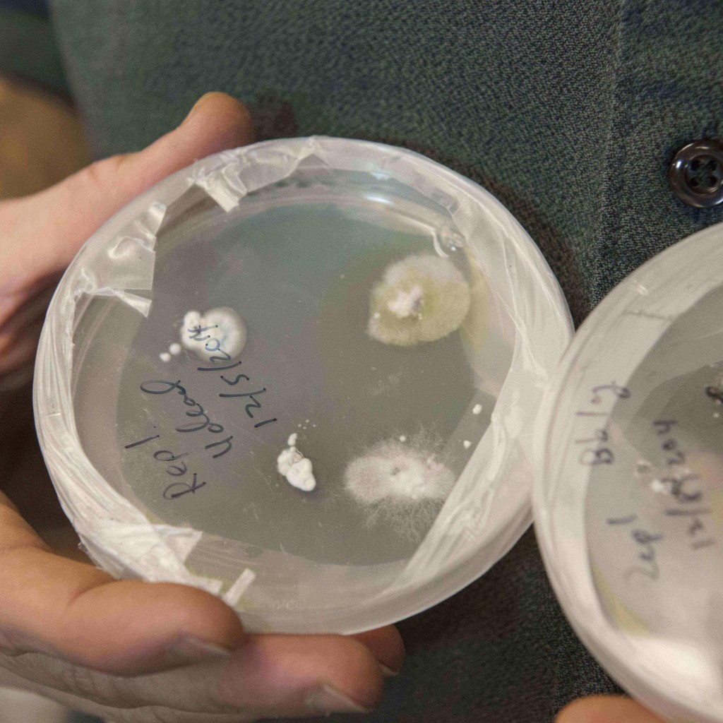 Fungus and Bark Beetles in a petri dish