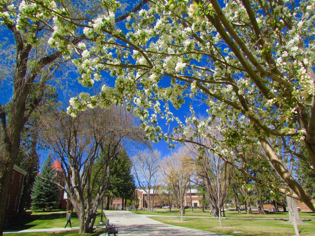 NAU campus in the spring