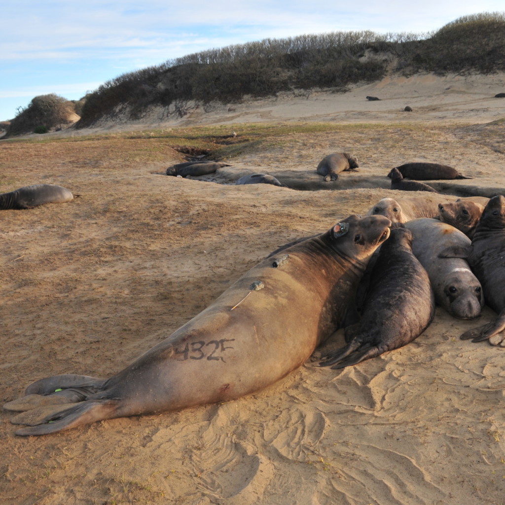 Elephant seals cluster together on the beach