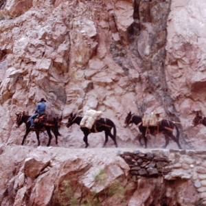 Donkeys traverse the canyon