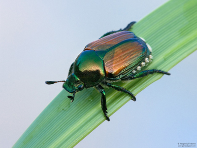 Invasive Japanese beetle