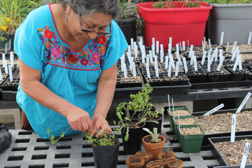 Marina de Vasquez prepares herbs for planting.
