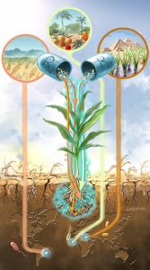 Future of drought resistance through bacteria