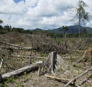 Area of narco-deforestation in Honduras.