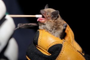 Bat DNA Swab