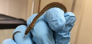 Narrow-headed garter snake