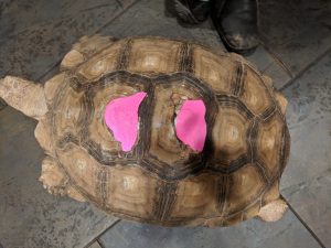 Daisy the tortoise