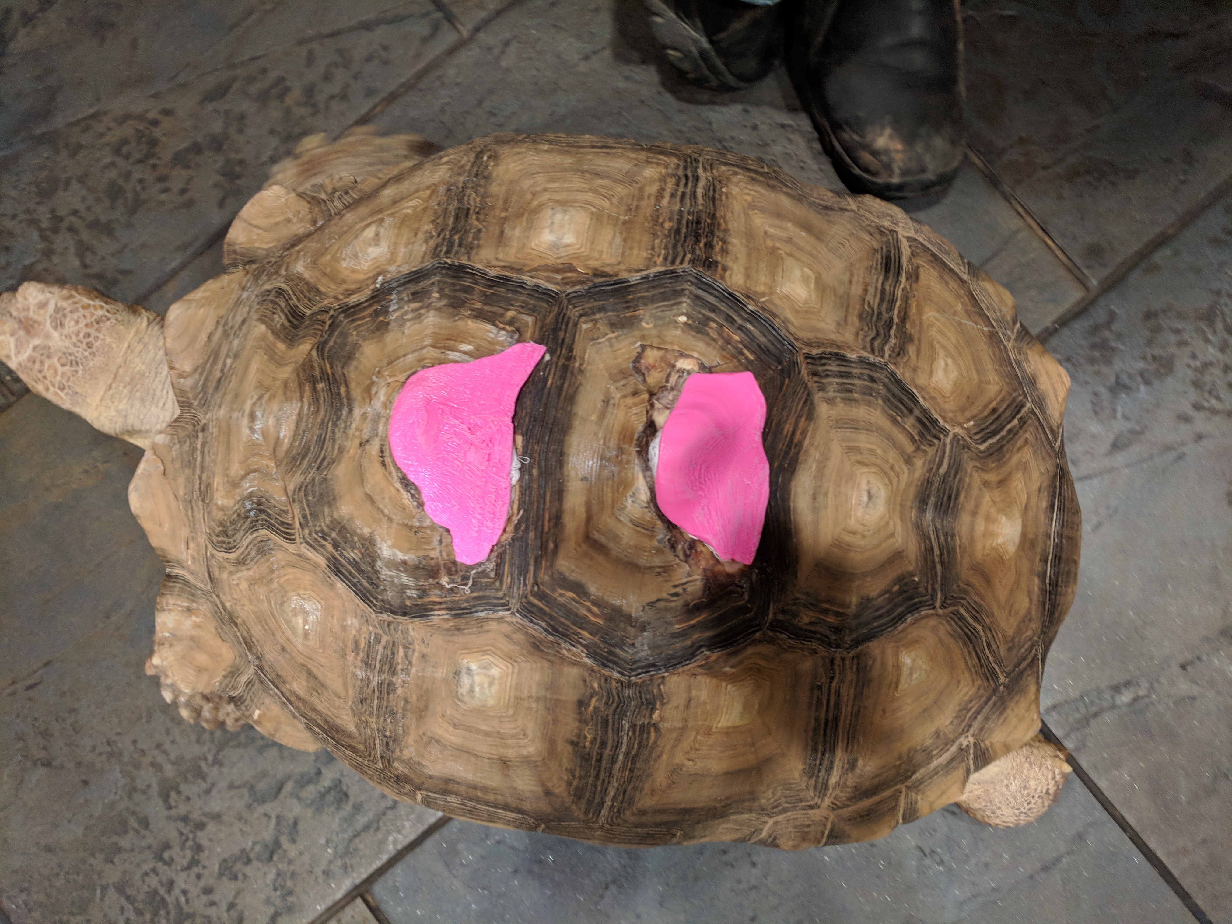 Tortoise trouble? NAU's MakerLab becoming a hub of 3-D printed shell  implants for injured pets – The NAU Review