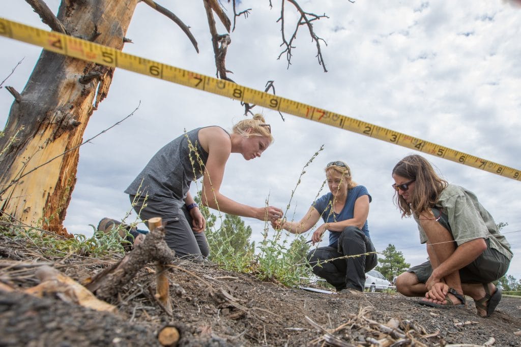 Ecological Restoration Institute student research project