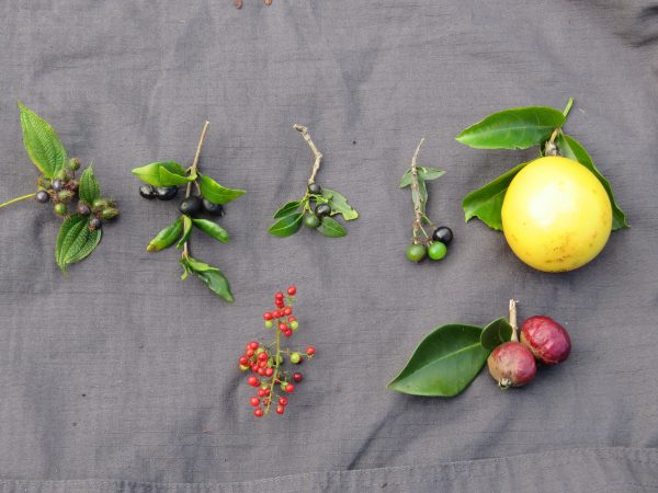 Fruits collected at the Kahanahaiki site