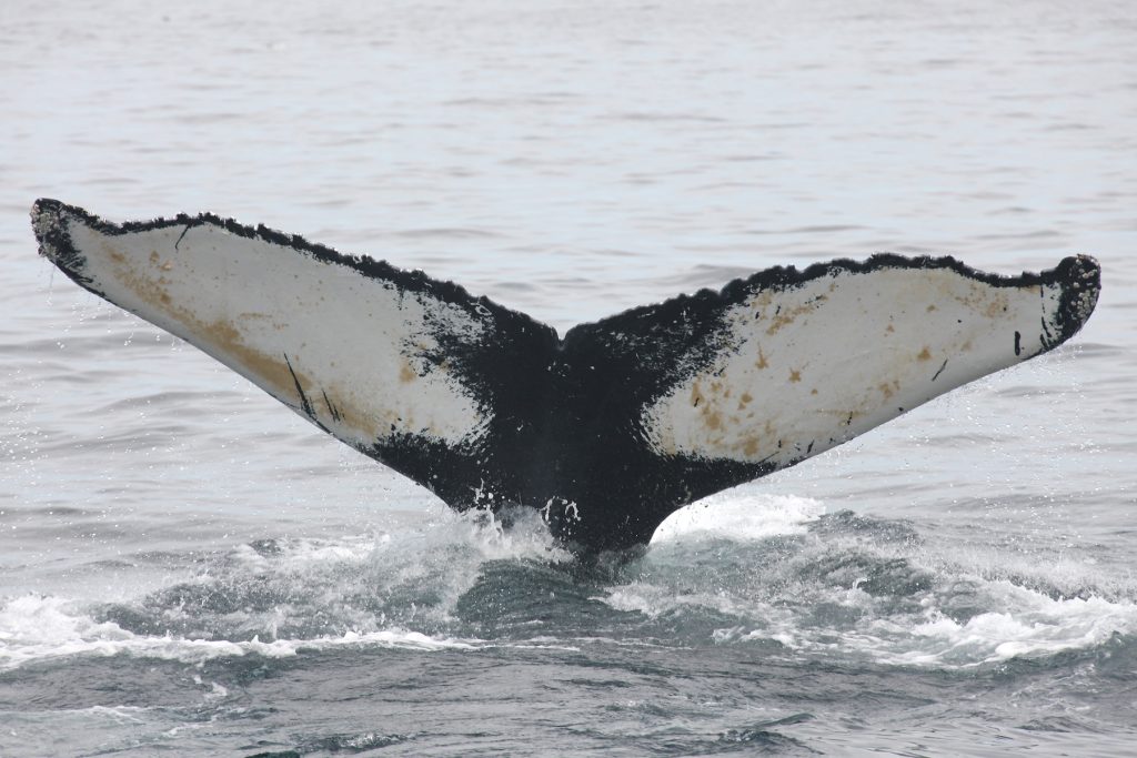 The tail of Salt, a humpback whale