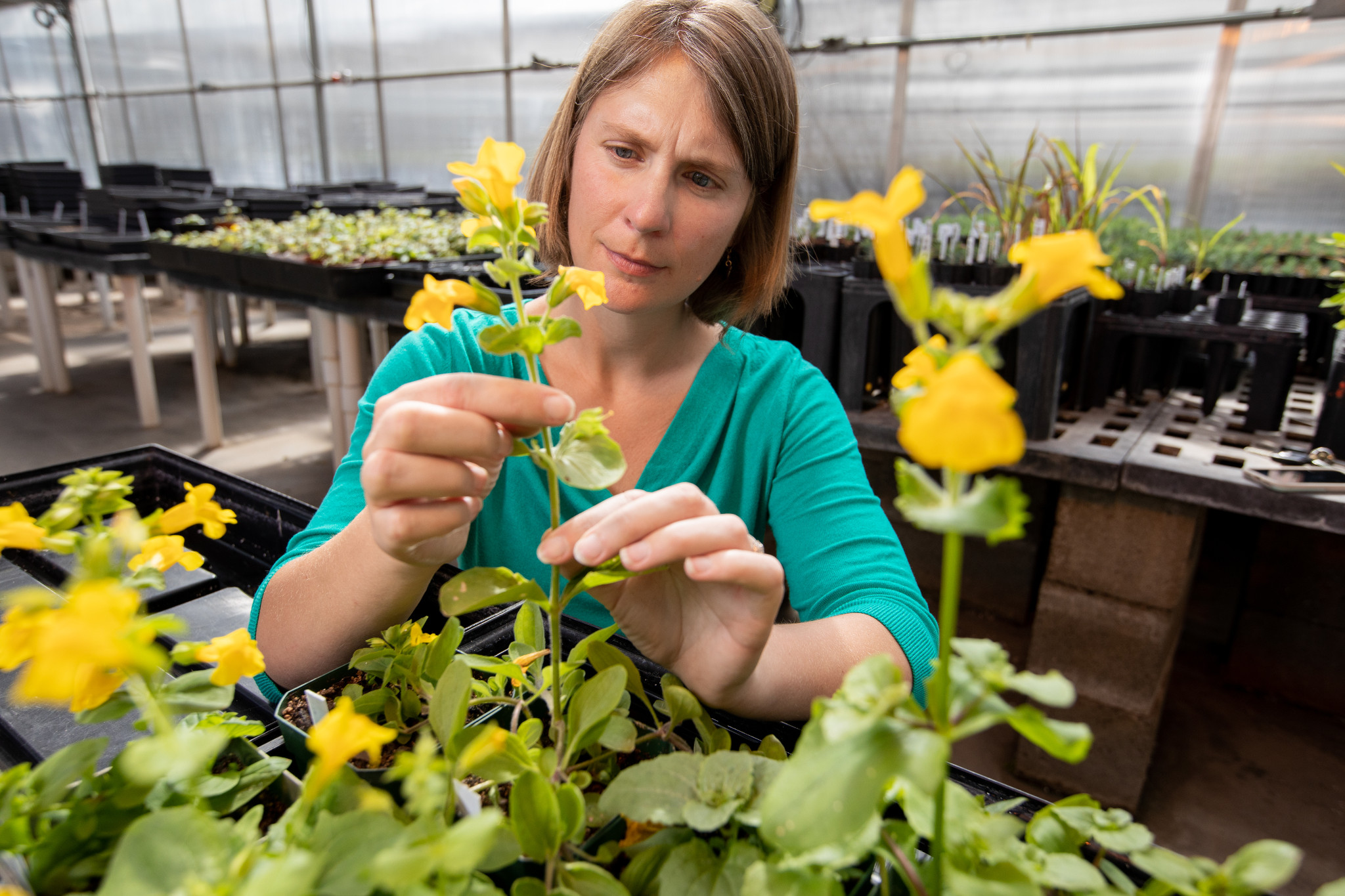 How Do New Traits Emerge? Nau Researcher Working To Answer One Of 