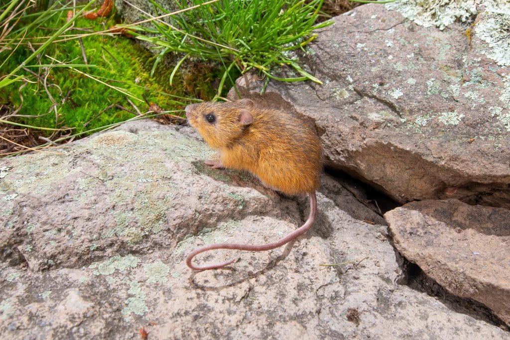 New Mexico jumping mouse