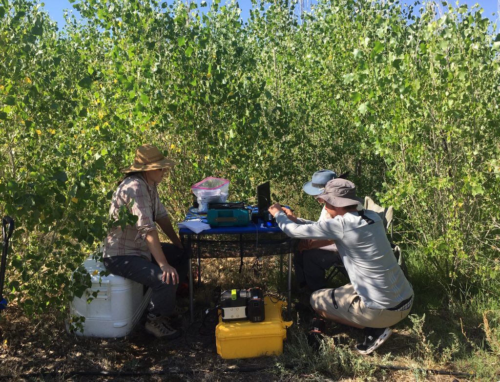NAU research team receives grant to study how trees adapt to insect damage and the changing environment