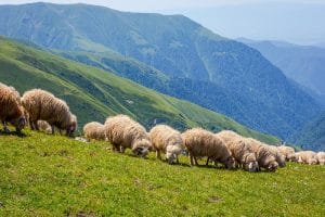 Sheep graze on a mountainside