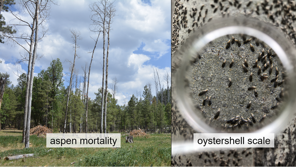 Slide for “Oystershell Scale: An Invasive Insect Threatening Aspen in Northern Arizona”