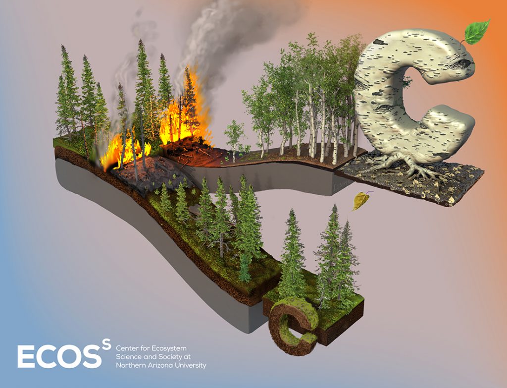 graphic about birch fires