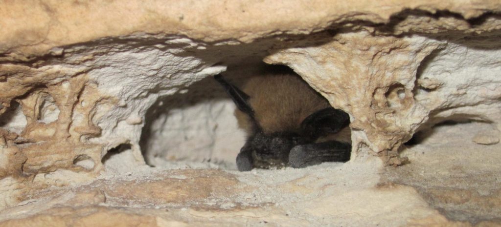 Hibernating Myotis bat