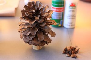 Pinecone is sitting on the cork
