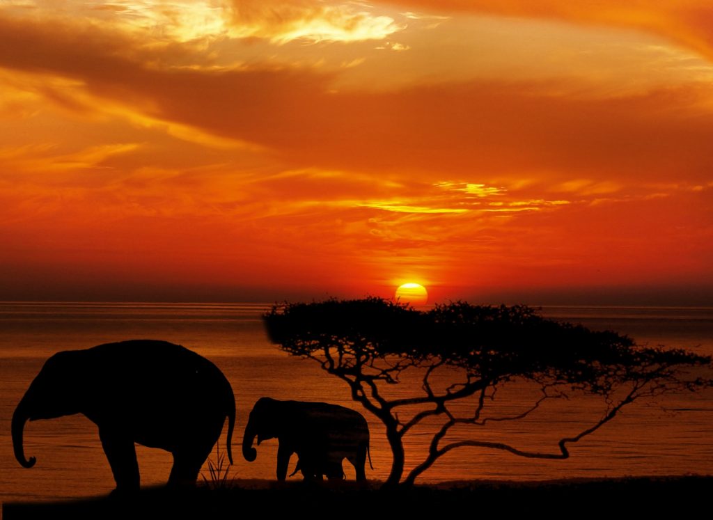 Elephants in sunset of African savanna