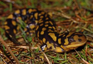 Eastern tiger salamander