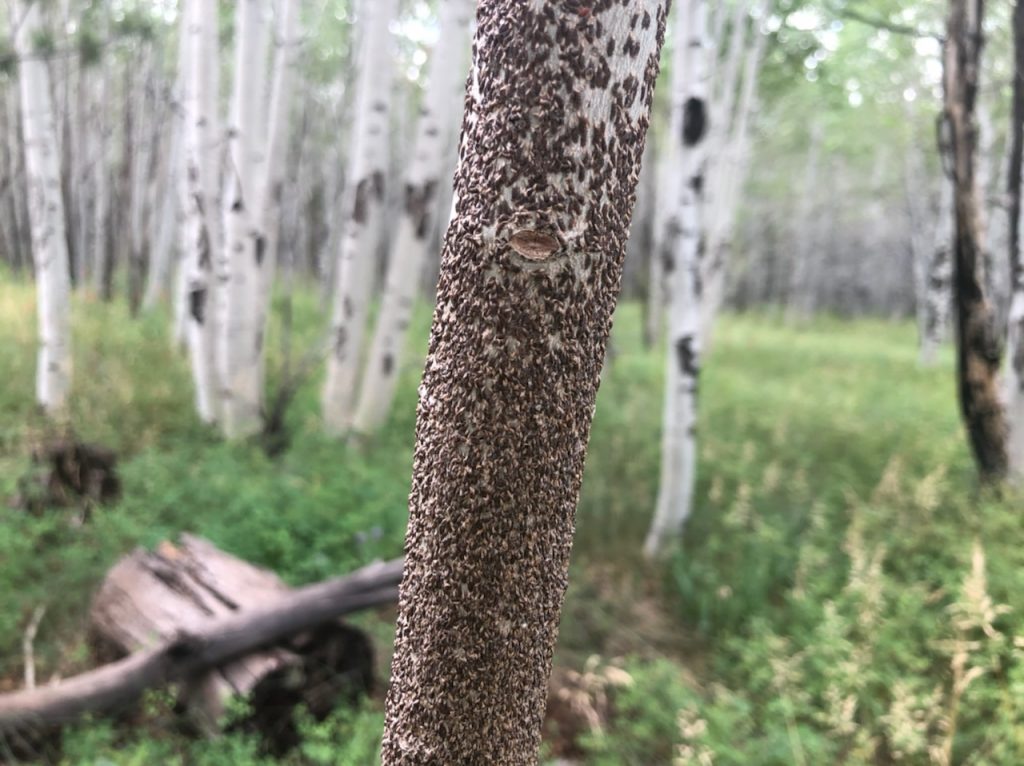 Oystershell scale on an aspen tree