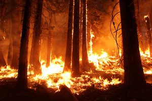 Trees on fire USFS