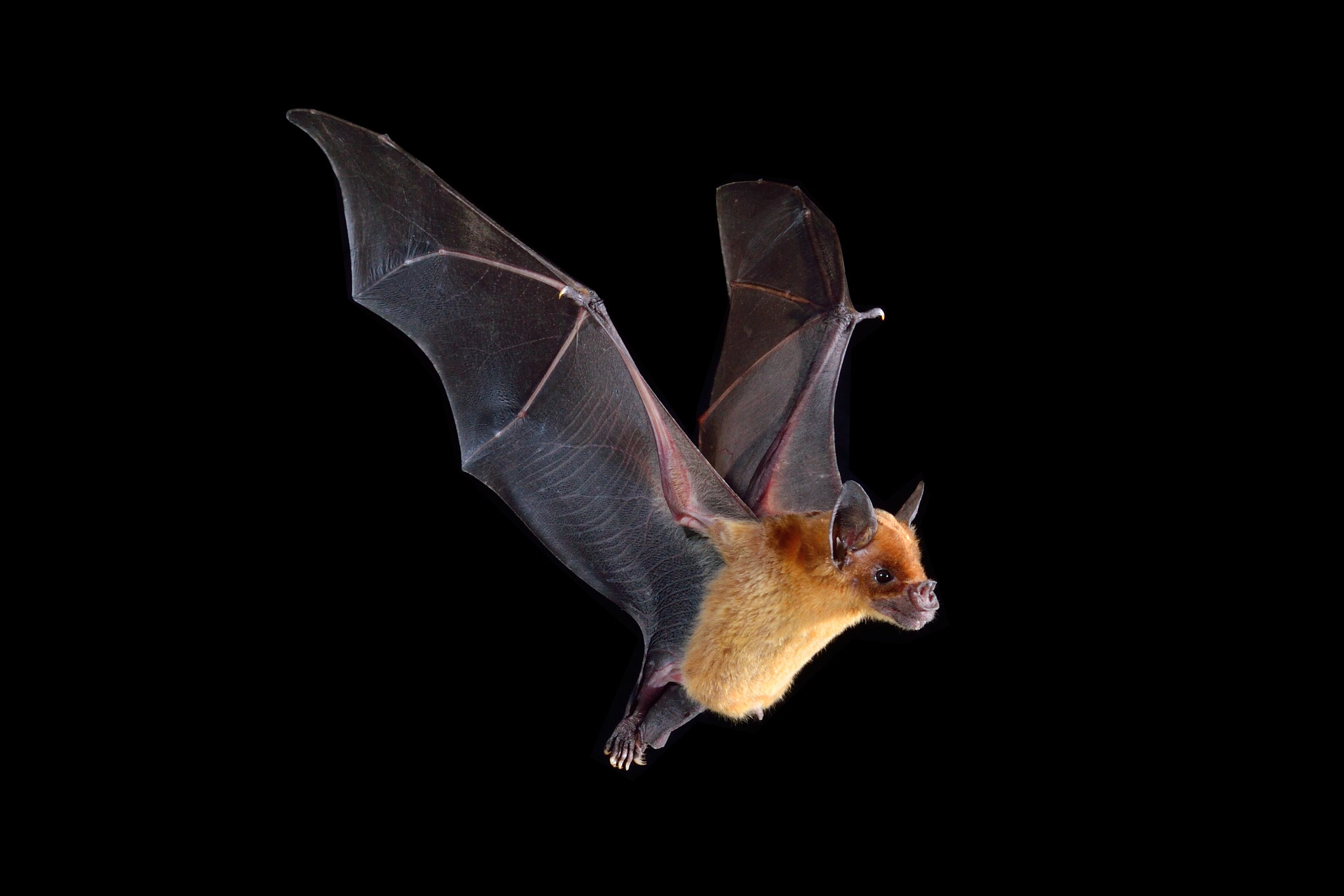 Pale Spear-nosed Bat flying