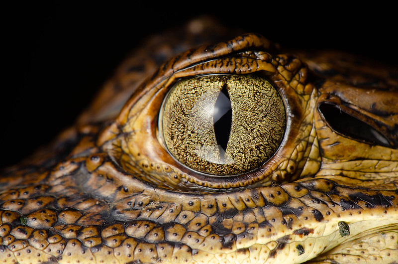spectacled caiman eye