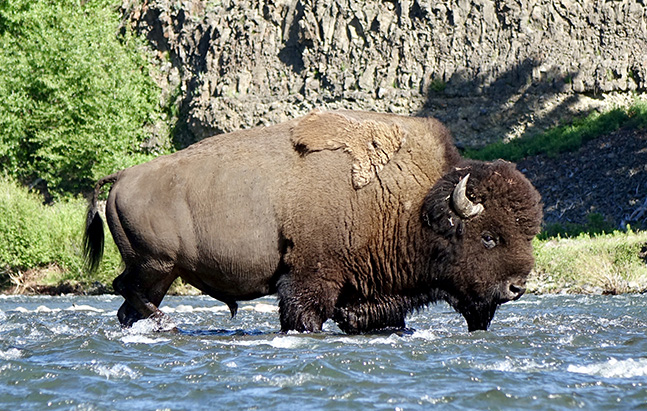 Buffalo walks in river