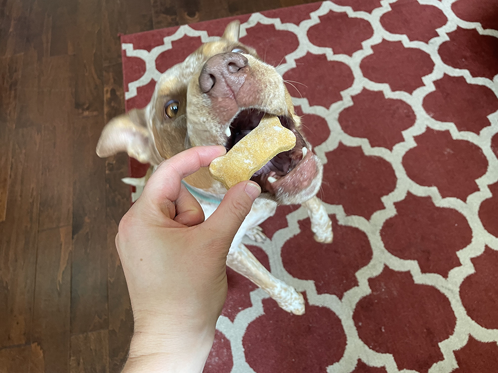Dog jumping up to eat a treat shaped like a bone