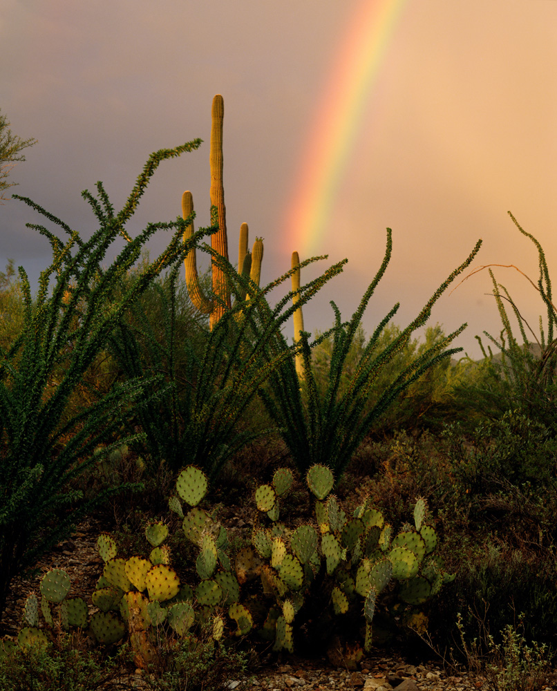 A rainbow intersects with Sonoran Desert flora – saguaro, ocotillo and prickly pear – at Saguaro National Park (Ariz.) in this David Muench photograph (image ca. 1987-88)