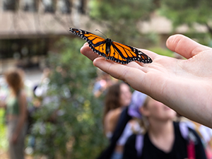 monarch butterfly sits on hand
