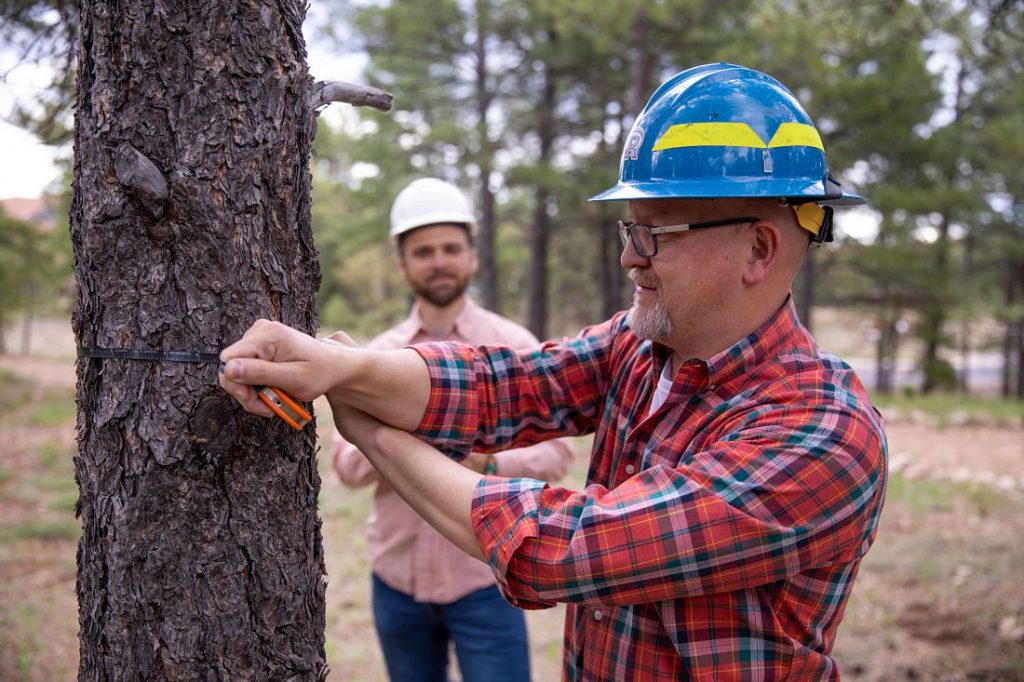 Andrew Sánchez Meador measures a tree while another faculty member looks on