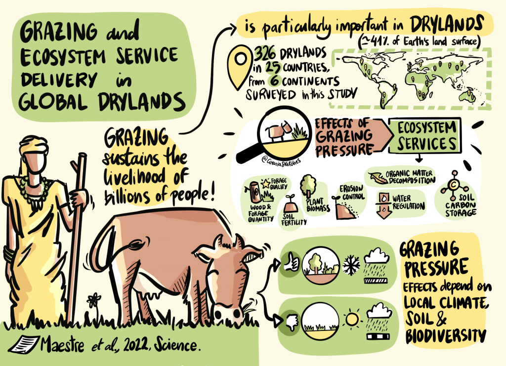 Graphic showing the different ways grazing affects dryland ecosystems