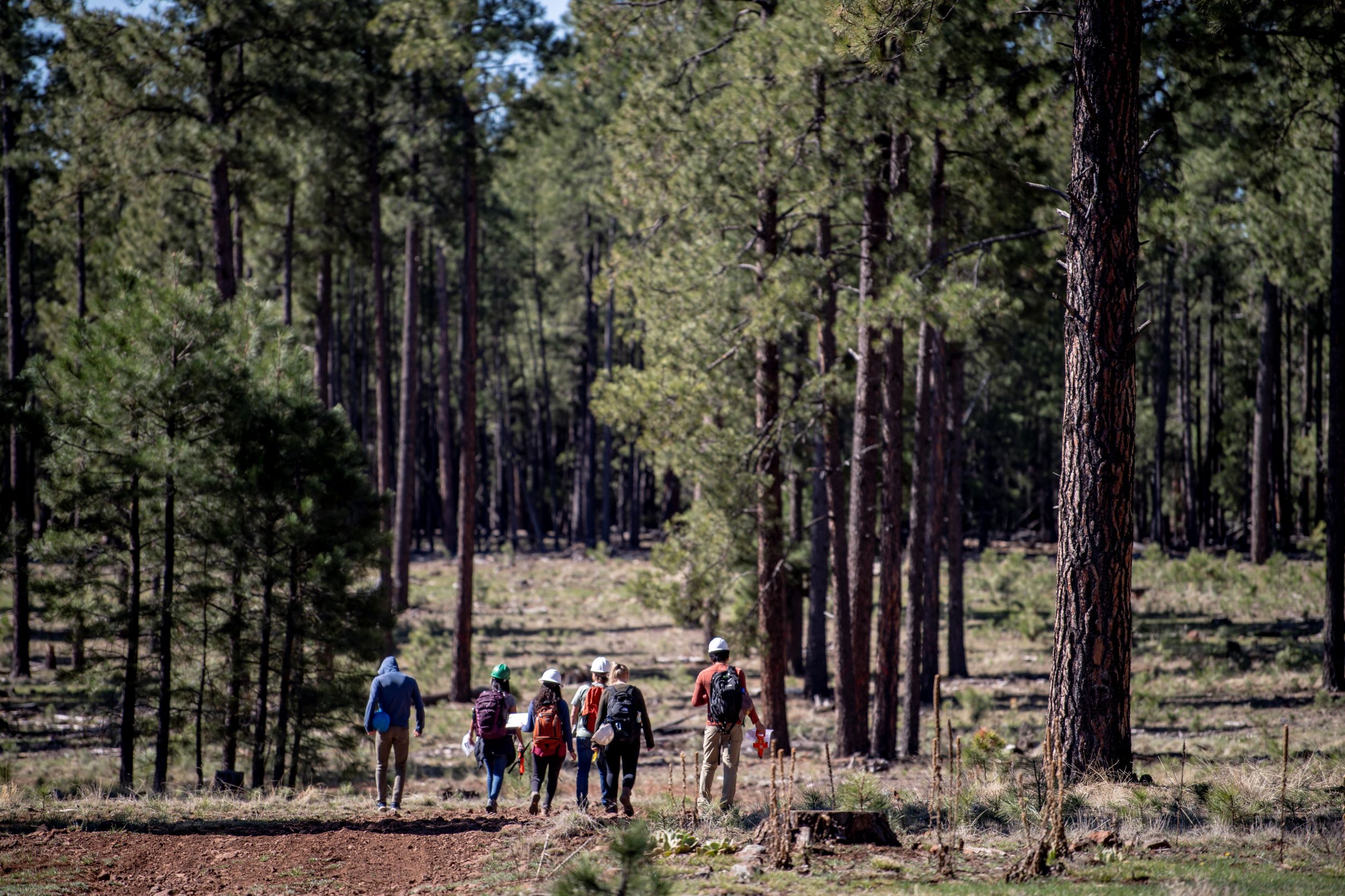 Group of student walking into the forest with trees on both sides