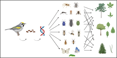 Visual overview of the project, connecting birds and the arthropods in their diets to the habitat