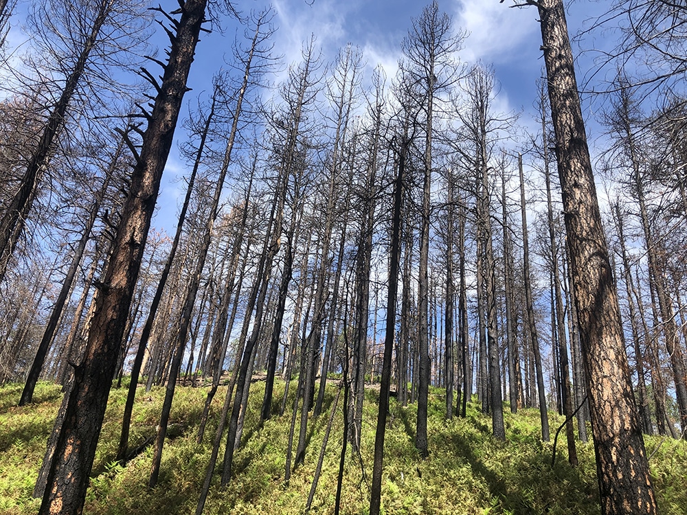 Trees that have been burned in a forest fire