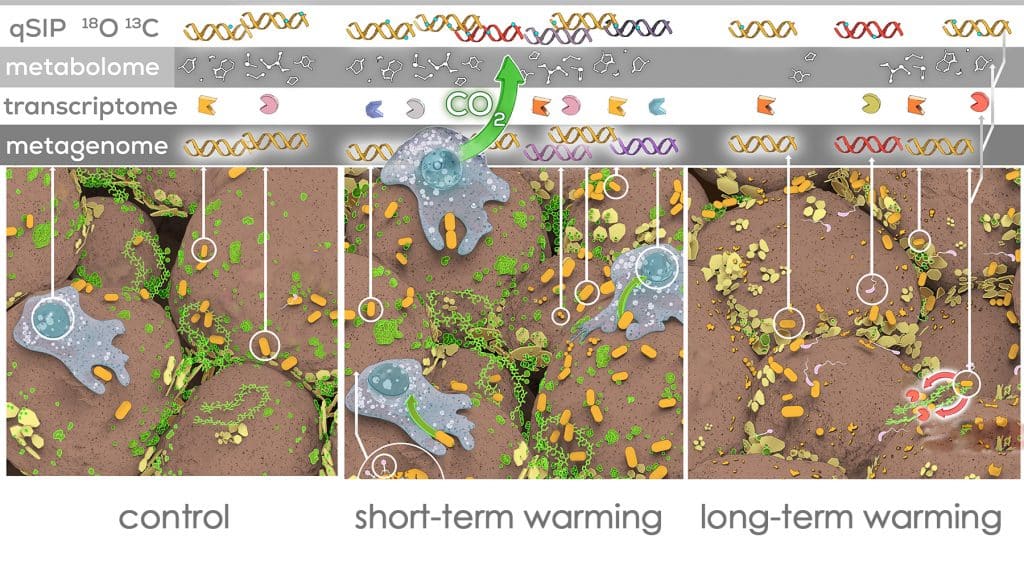 Representative organisms in each of the panels are connected by white arrows to four channels of data above the panels. These channels, labeled from top as qSIP 18O 13C, metabolome, transcriptome, and metagenome, depict data streams the researchers will collect about the growth rate, metabolism, enzymes, and genes of microbes in the soil.